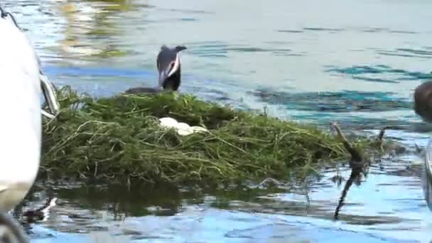 Grèbe à crête, podiceps cristatus, canard sur le nid — Video