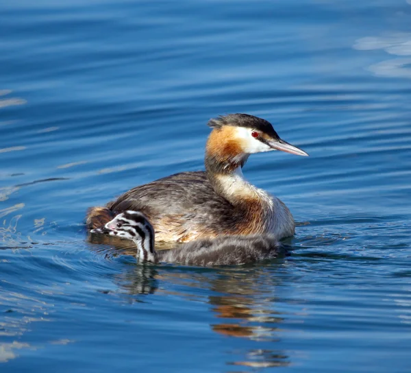 Crested grebe, podiceps cristatus, duck and baby — Stock Photo, Image