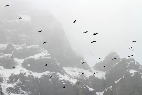 鳥の飛行 — ストック写真