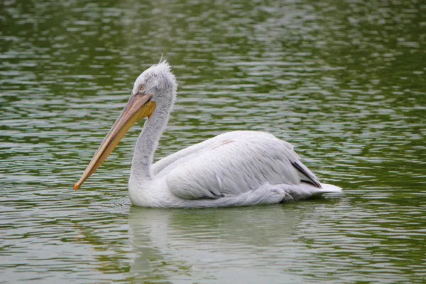 Roze pelikaan, pelecanus onocrotalus — Stockfoto