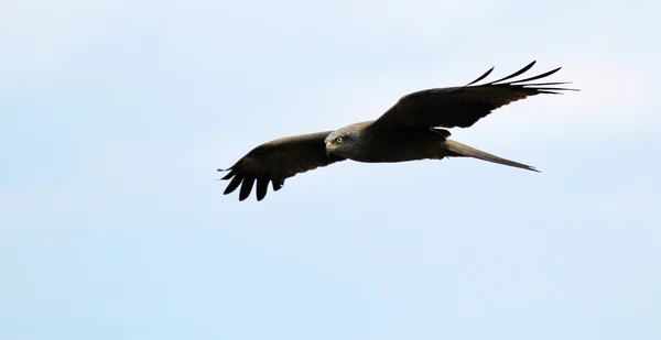 Poiana comune, buteo — Foto Stock