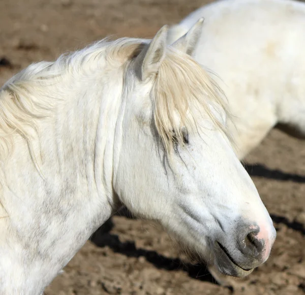 Camargue horse, France — Stock Photo, Image