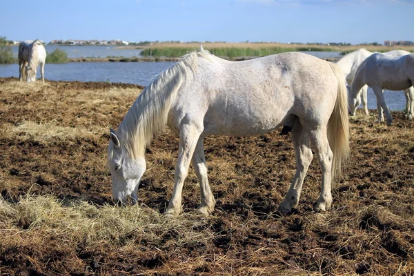 Camargue häst, Frankrike — Stockfoto