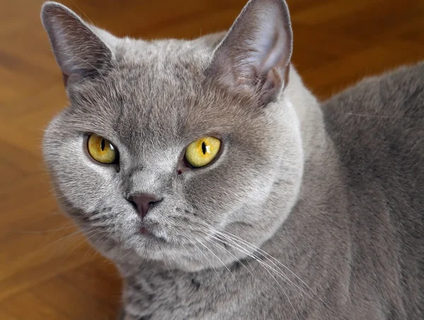 淡紫色的英国短毛猫肖像 — 图库照片