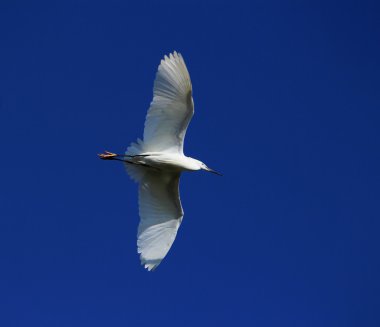 Küçük ak balıkçıl, egretta garzetta
