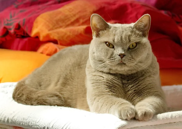 Lilac british shorthair — Stock Photo, Image