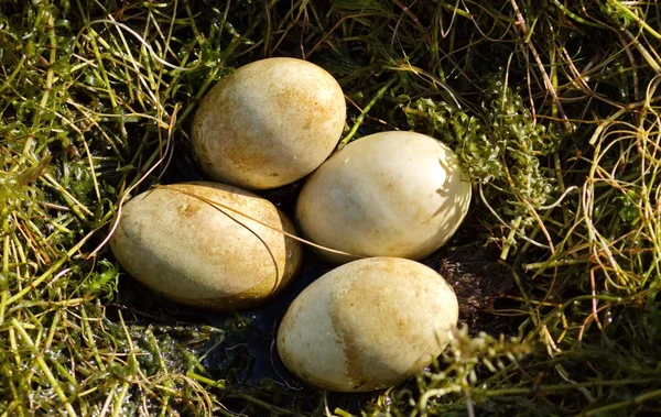 Большие гребешные утки, кристаллический гриб, гнездо с яйцами — стоковое фото