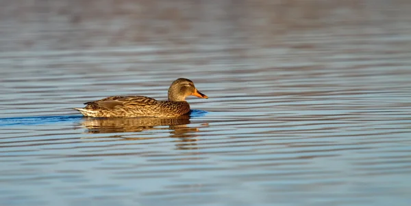 Female mallard or wild duck, anas platyrhynchos — Stock Photo, Image