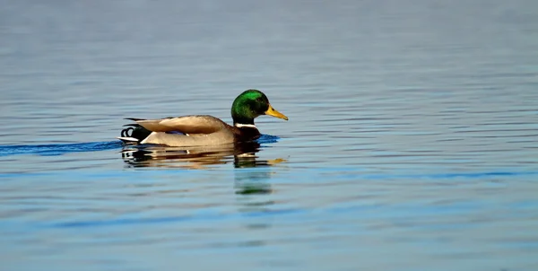Manliga gräsand eller wild duck, anas platyrhynchos — Stockfoto