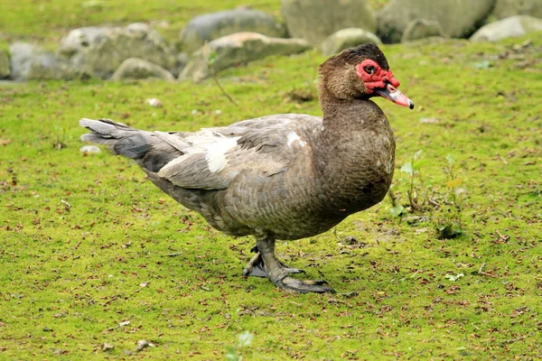 Čokoládové kachna pižmová, cairina moschata — Stock fotografie