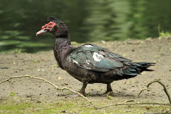 Black muscovy duck, cairina moschata — Stock Photo, Image