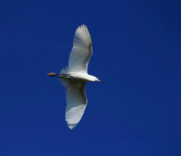 Pequeña garza, Egretta garzetta — Foto de Stock