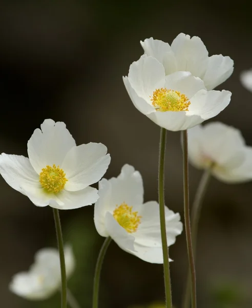 Anémone japonaise, potamot ou fleur du vent, a. hupehensis — Photo