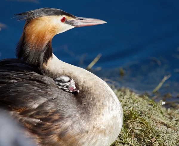Crested grebe, podiceps cristatus, duck and baby — Stock Photo, Image