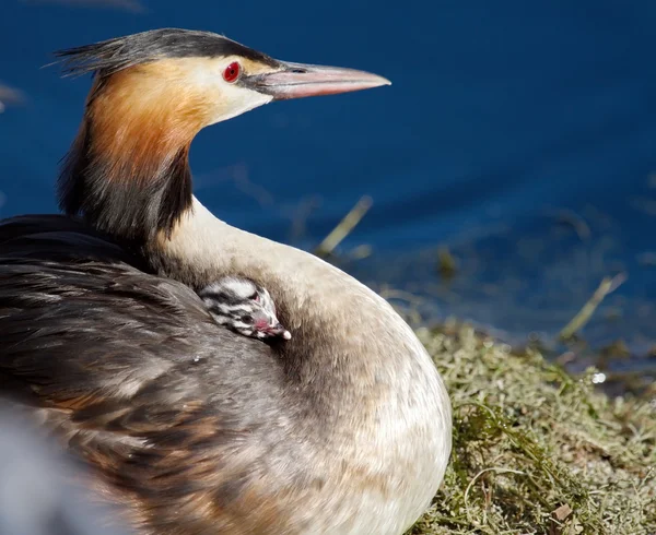 Crested grebe, podiceps cristatus, pato e bebê — Fotografia de Stock