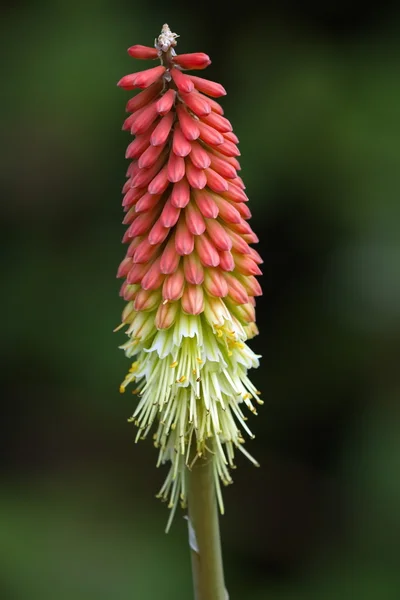 Tritoma, red hot poker, torch lily, knofflers or poker plant, kniphofia — Stock Photo, Image