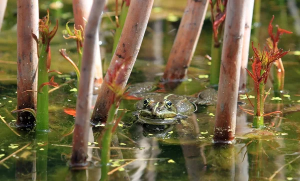 Rana en un estanque — Foto de Stock