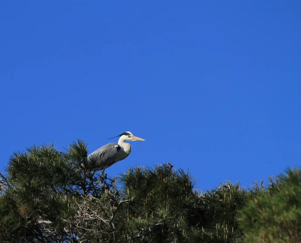 Grey heron, ardea cinerea, in a tree — Stock Photo, Image