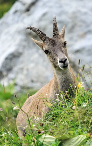 Kvinnliga vilda alpina, capra ibex, eller steinbock porträtt — Stockfoto