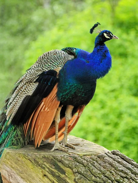 Pavo real macho en un tronco —  Fotos de Stock