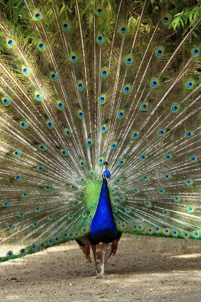 Mannelijke peacock wiel van veren — Stockfoto