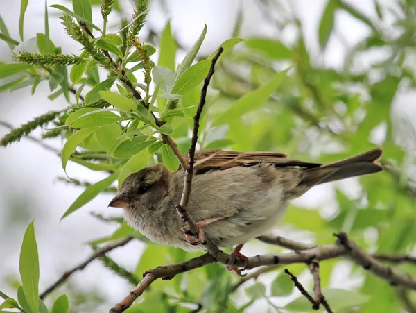 Female sparrow — Stock Photo, Image