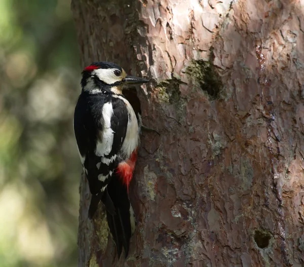 Pica-pau peludo, picoides villosus ao lado de seu ninho buraco — Fotografia de Stock