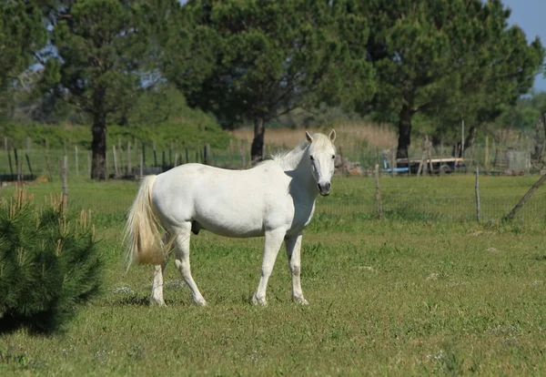 Camargue hästar, Frankrike — Stockfoto