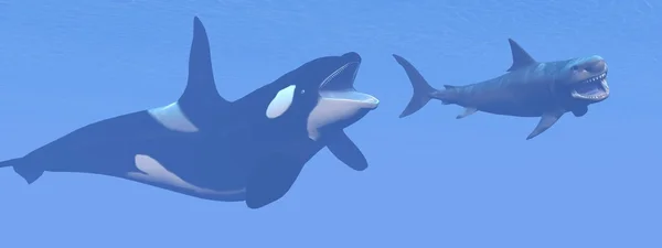 Baleia assassina atacando pequeno tubarão megalodon renderização 3D — Fotografia de Stock