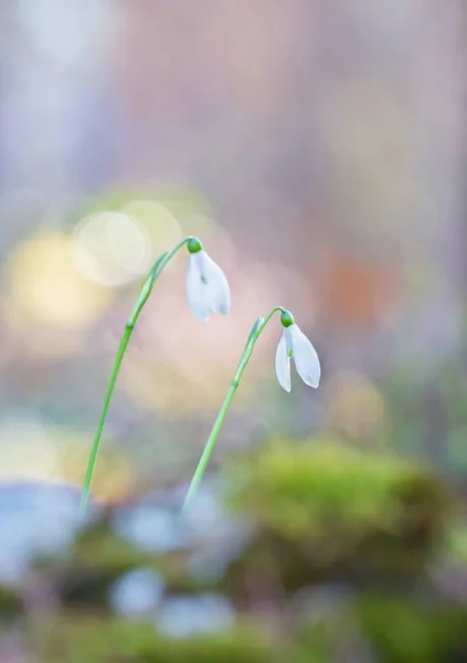 Duas lindas gotas de neve ou flores de primavera de galanthus — Fotografia de Stock