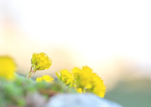 Flores amarelas na primavera com bokeh agradável — Fotografia de Stock