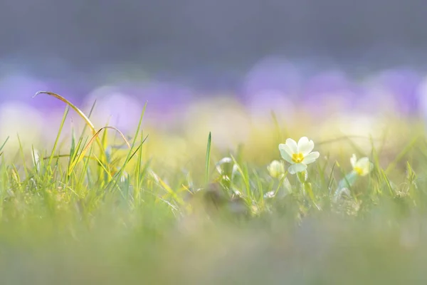 Pequena flor branca na grama com bokeh agradável — Fotografia de Stock