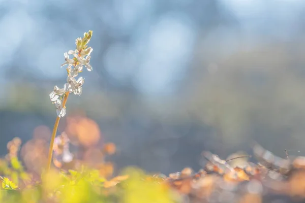 Corydalis cava lub solida wiosenny kwiat w ładny bokeh — Zdjęcie stockowe