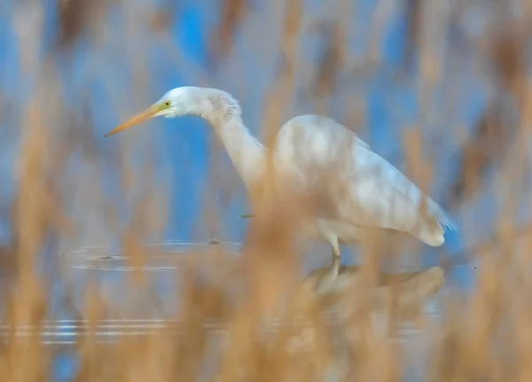 Great egret, ardea alba, in a pond — Stock Photo, Image