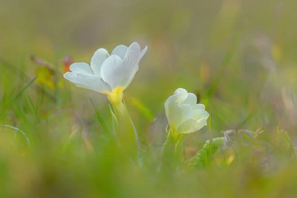 Yeşil çimenli Primula çiçekleri güzel bokeh — Stok fotoğraf