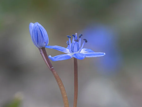 Scilla ya da kabak mavisi çiçek ve ampul — Stok fotoğraf