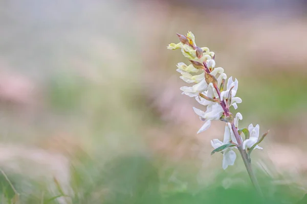 Corydalis cava ou solida fleur de printemps dans un beau bokeh — Photo