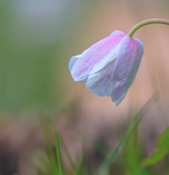 Pequena flor de anêmona branca e bokeh agradável — Fotografia de Stock