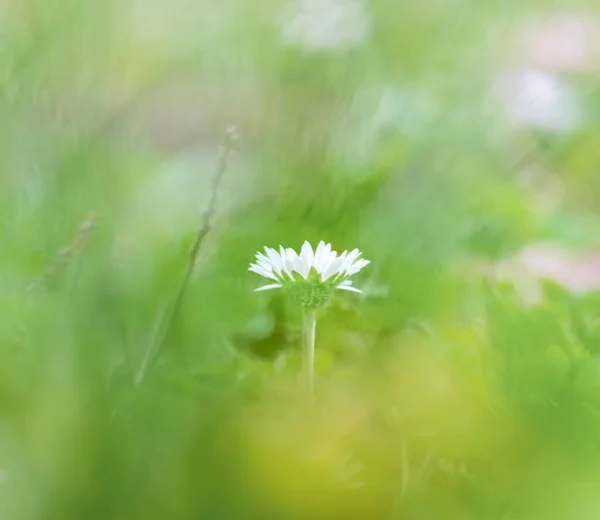 Öküz gözlü papatya, öküz gözlü papatya, köpek papatyası, marguerit, löanthemum vulgare. — Stok fotoğraf