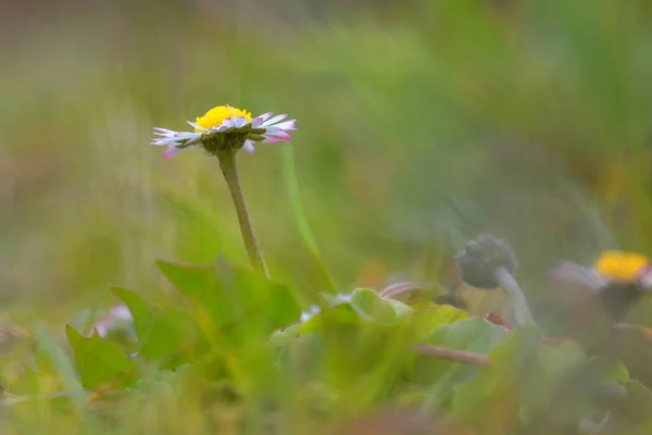 Ox-eye sedmikráska, Oko sedmikráska, pes sedmikráska, marguerite, leukantém vulgare — Stock fotografie