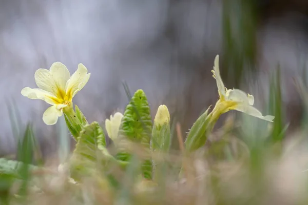 Primula flores na grama verde com bokeh agradável — Fotografia de Stock