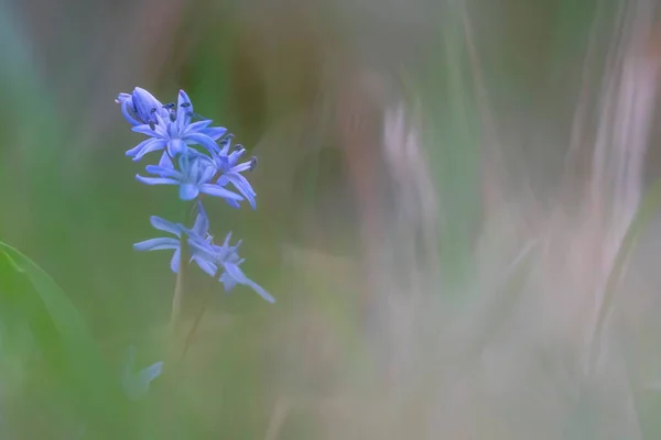 Scilla ou squill azul flor e bulbo — Fotografia de Stock