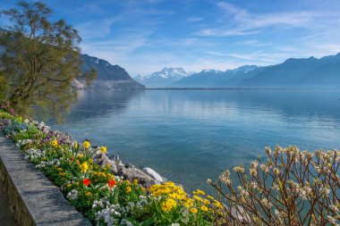 İsviçre, Montreux 'da Cenevre Leman Gölü' nün yanında bitkiler ve çiçekler.