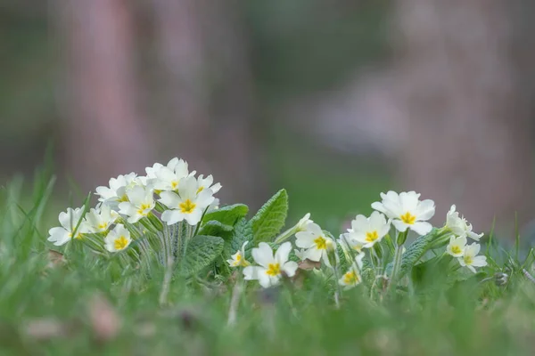 Primula flores na grama verde com bokeh agradável — Fotografia de Stock