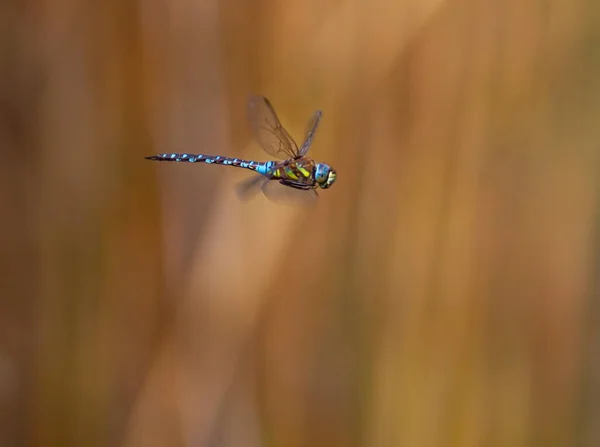 Close up on a dragonfly flying in nature — Stock Photo, Image