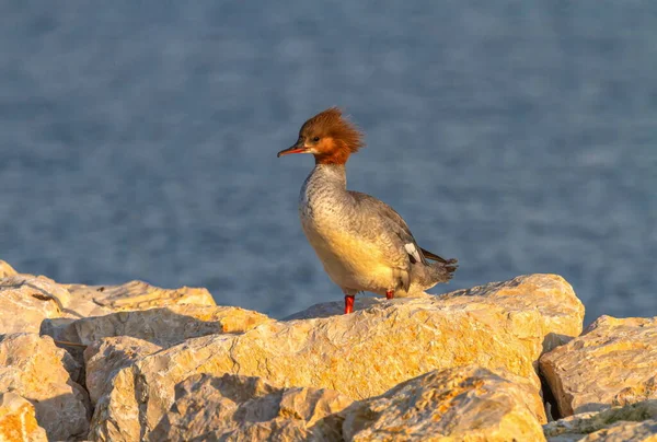 Pato de ganso hembra, mergus merganser, sobre rocas — Foto de Stock