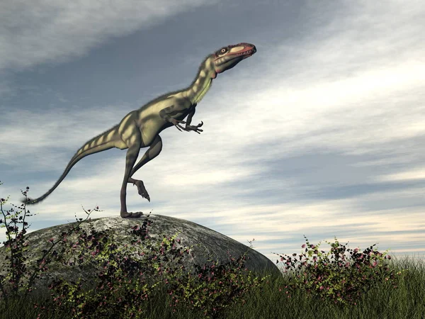Dilong dinoszaurusz egy sziklán - 3D render — Stock Fotó