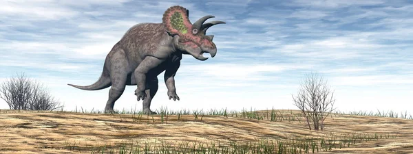 Triceratops dinosaurie i öknen - 3D render — Stockfoto