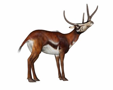 Kyptocera memeli başı yukarı bakıyor - 3 boyutlu görüntüleme