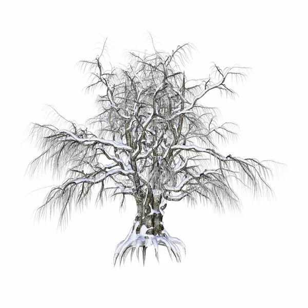Зимнее дерево, покрытое снегом - 3D рендеринг — стоковое фото
